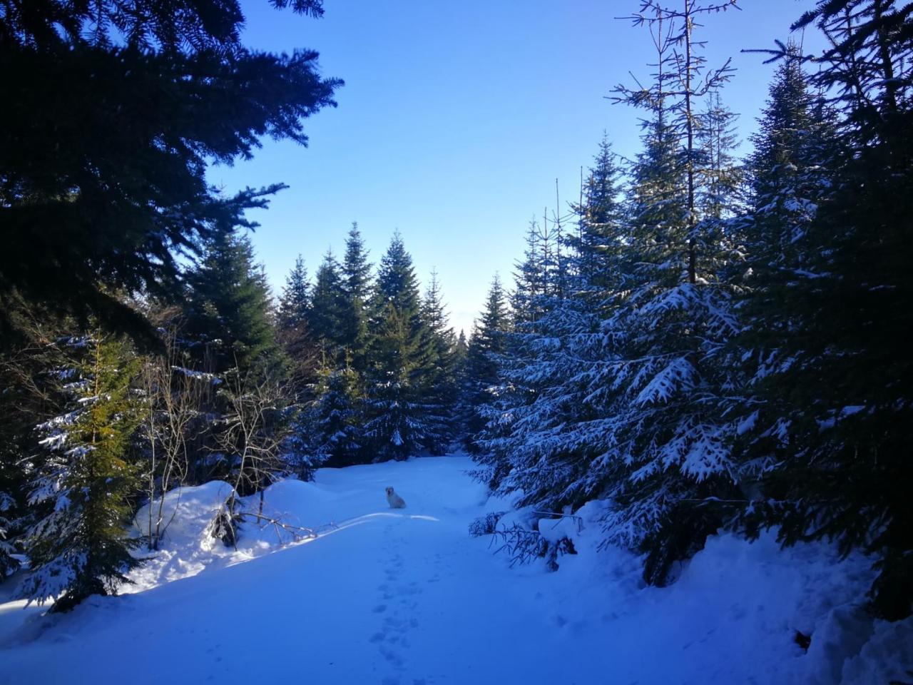 Pokoje Goscinne - Za Borem Zubrzyca Gorna Exterior foto